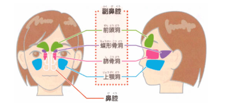 口呼吸で副鼻腔炎に⁉